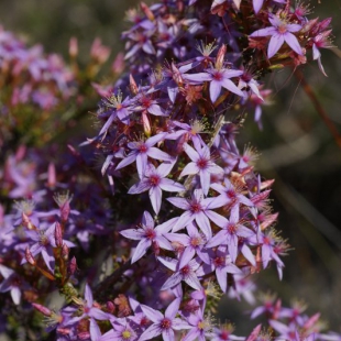 Calytrix sp